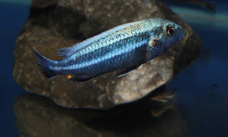 Melanochromis heterochromis